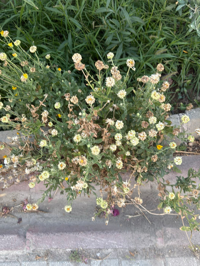 Strauchmargerite — Bild 4