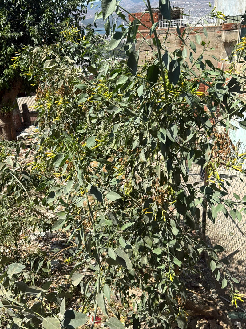 Strauchtabak — Bild 1