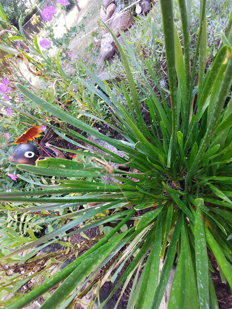Streckerspinne — Bild 1
