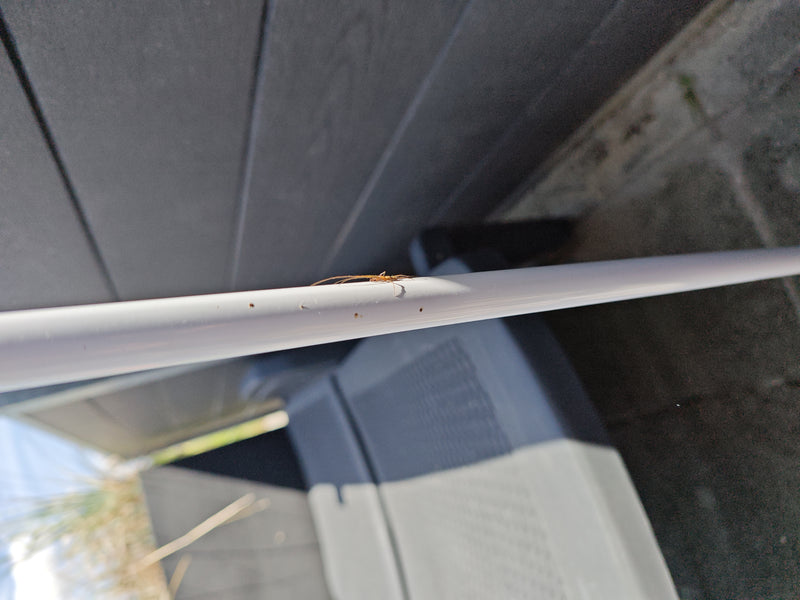 Streckerspinne — Bild 3