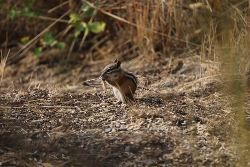 Streifenhörnchen — Bild 1 von 1