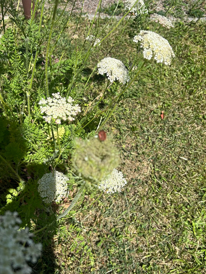Streifenwanze — Bild 3