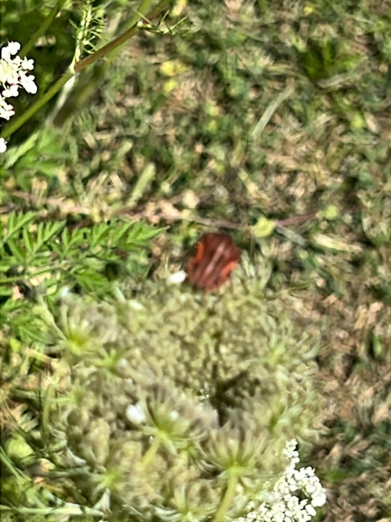 Streifenwanze — Bild 4