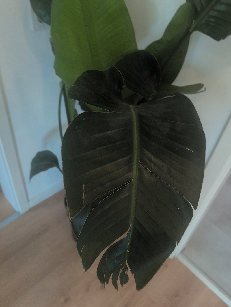 Strelitzien — Bild 2