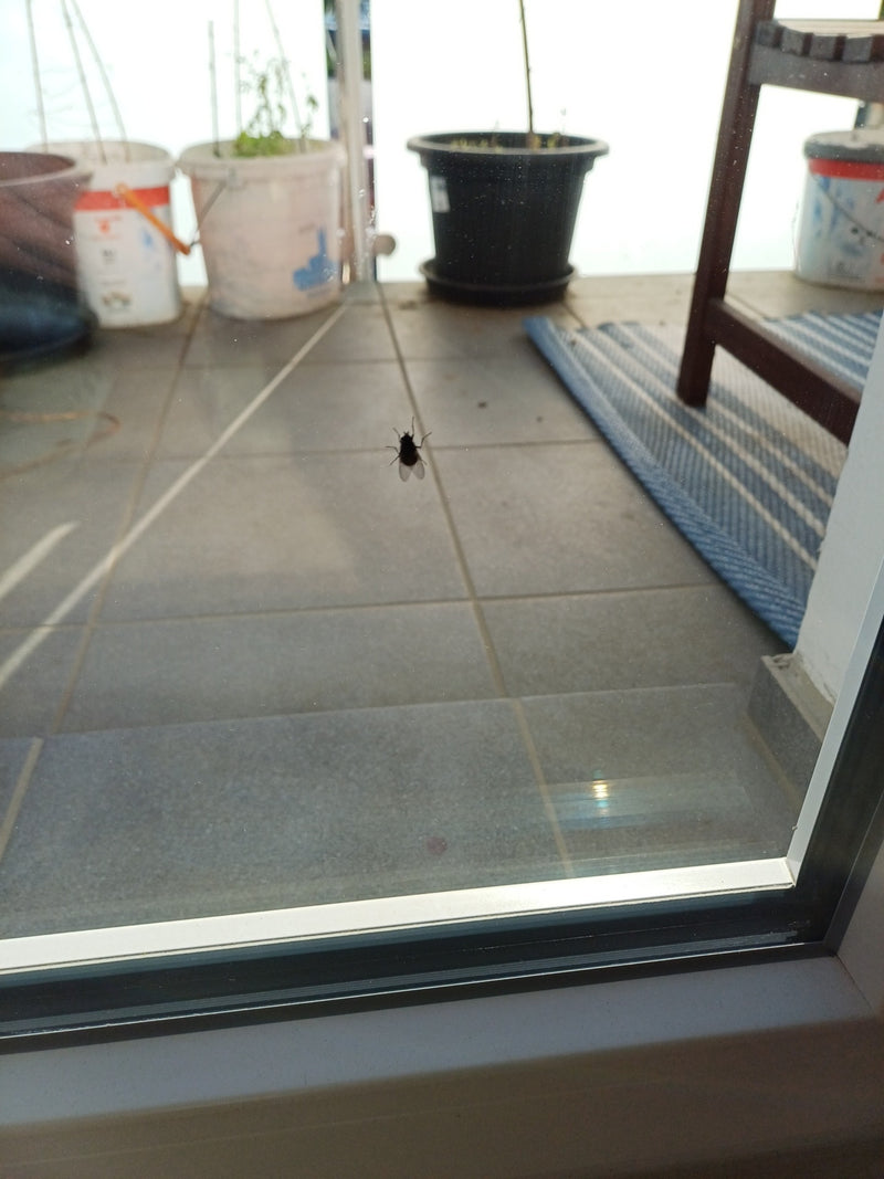 Große Stubenfliege — Bild 3