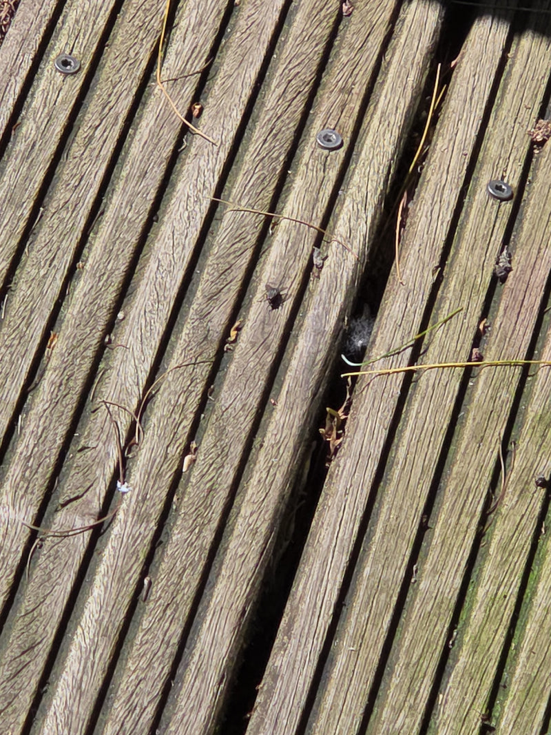 Große Stubenfliege — Bild 5