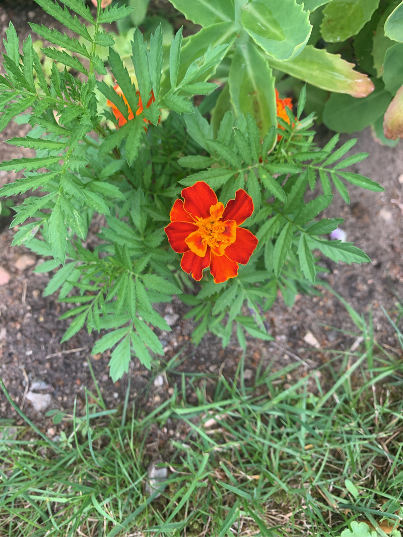 Studentenblume — Bild 1