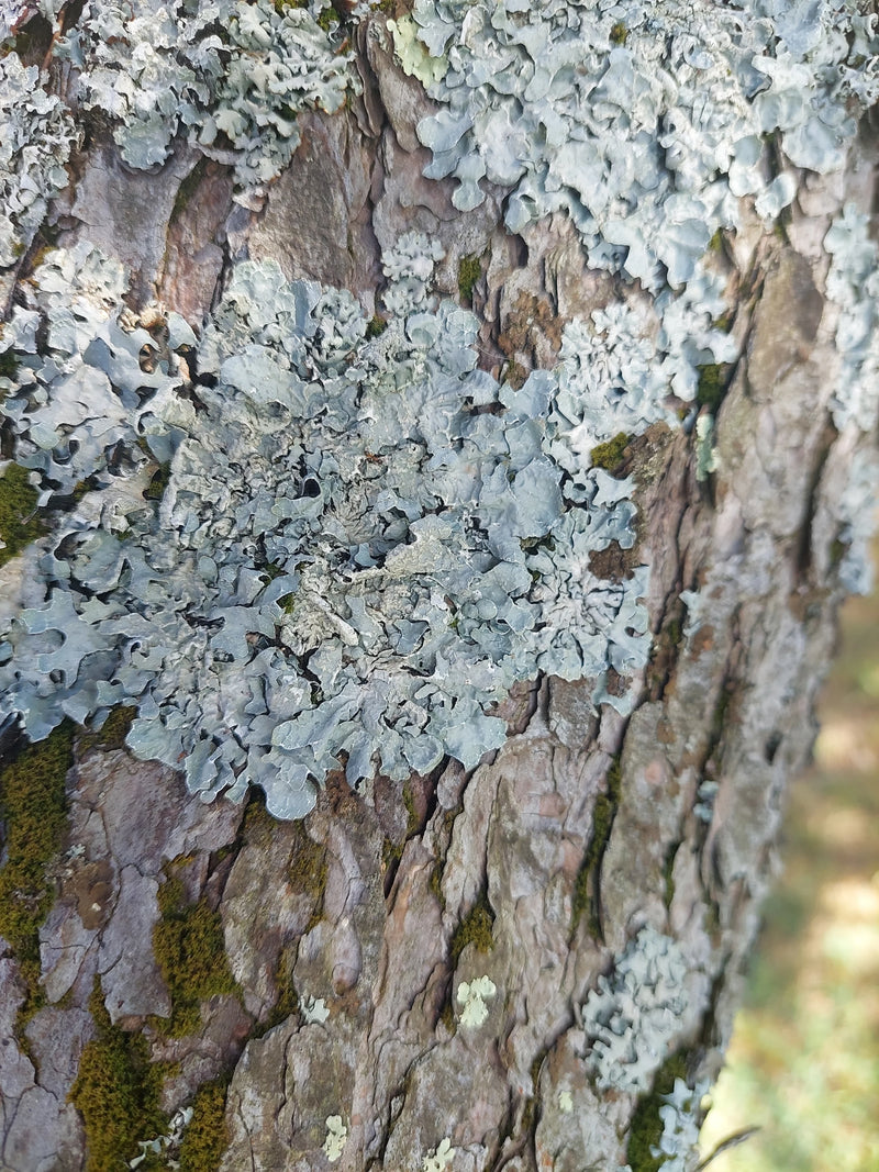 Sulcatflechte — Bild 2