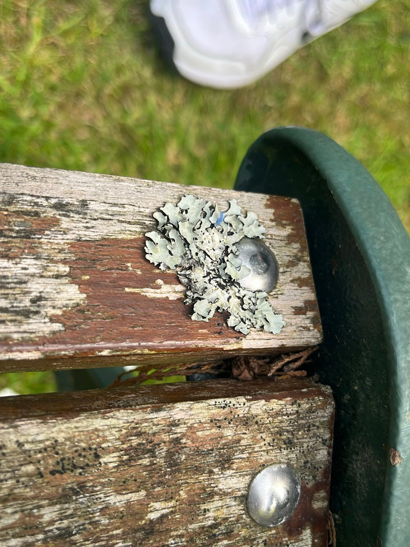 Sulcatflechte — Bild 3