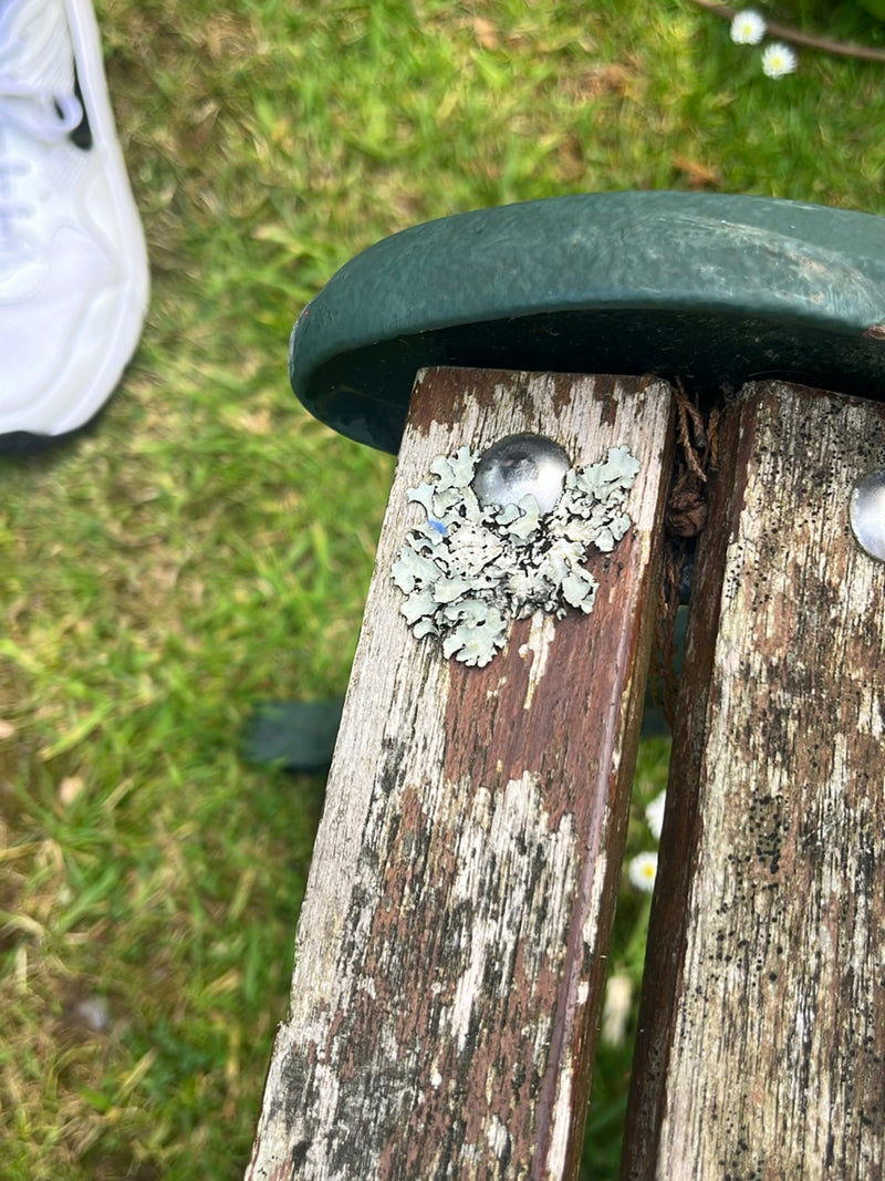 Sulcatflechte — Bild 2