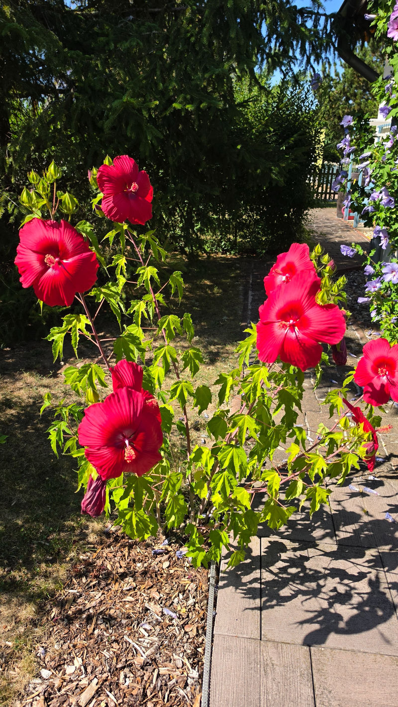 Sumpf-Eibisch — Bild 1