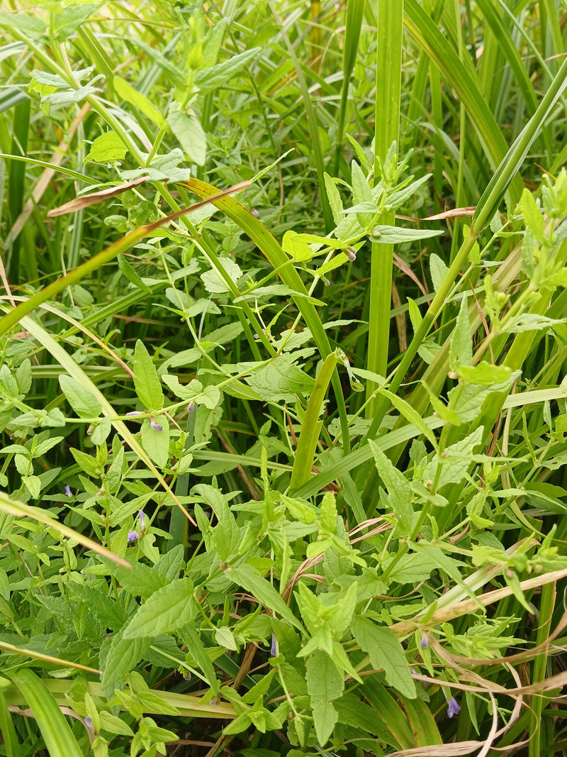 Sumpf-Helmkraut — Bild 1 von 1