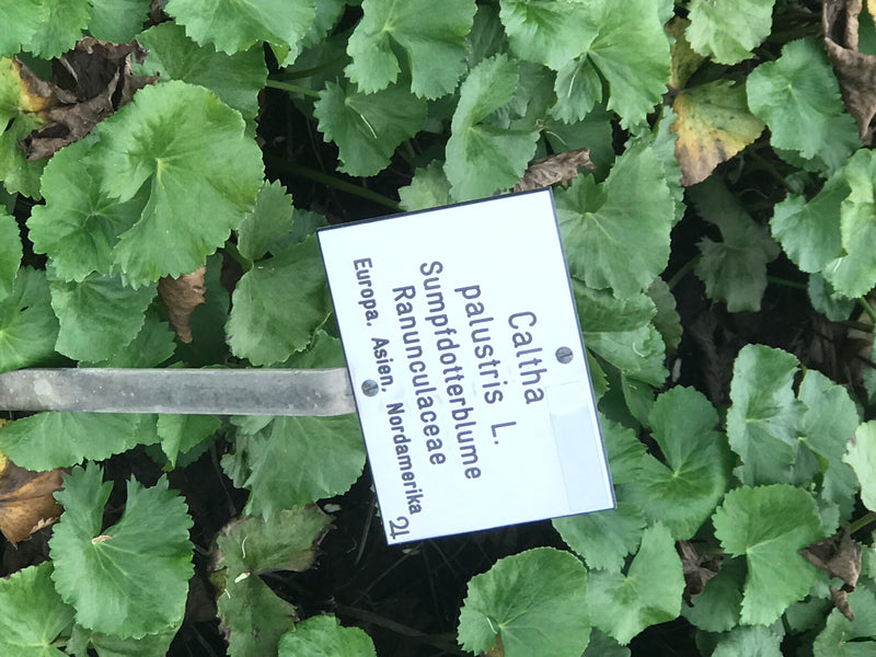 Sumpfdotterblume — Bild 1 von 11