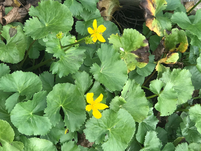 Sumpfdotterblume — Bild 2 von 11