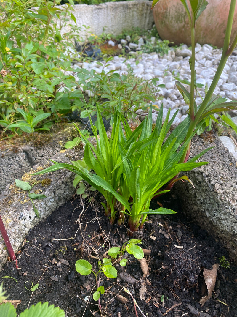 Taglilien — Bild 4