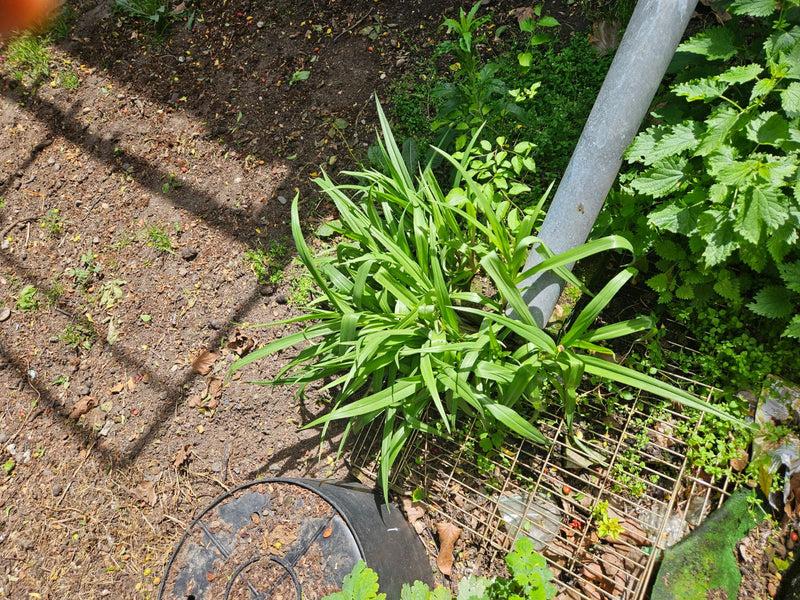 Taglilien — Bild 2