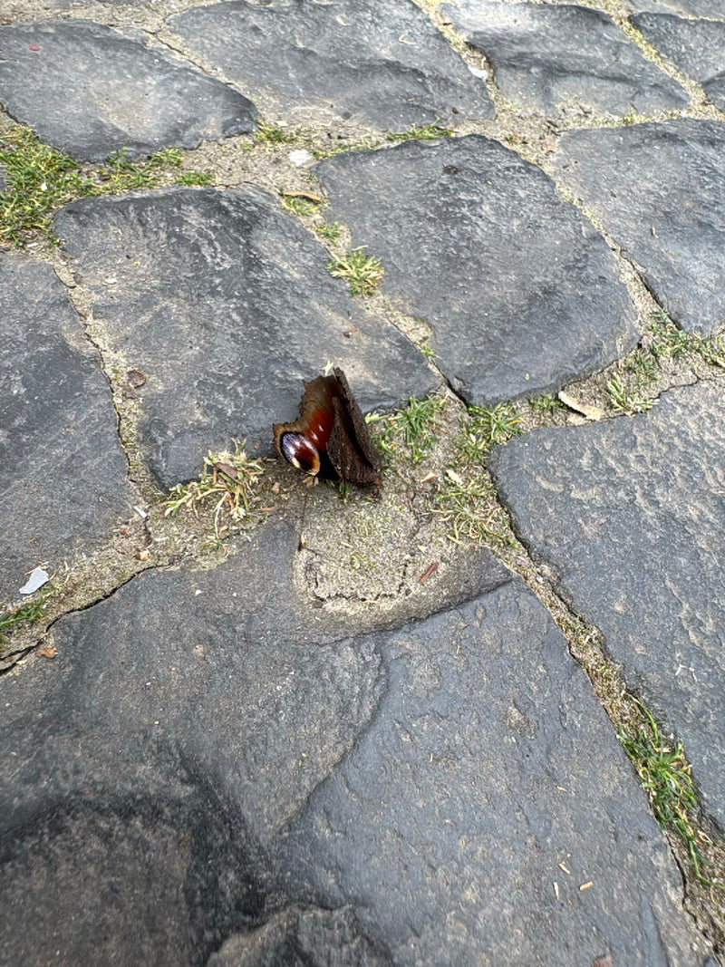 Tagpfauenauge — Bild 4