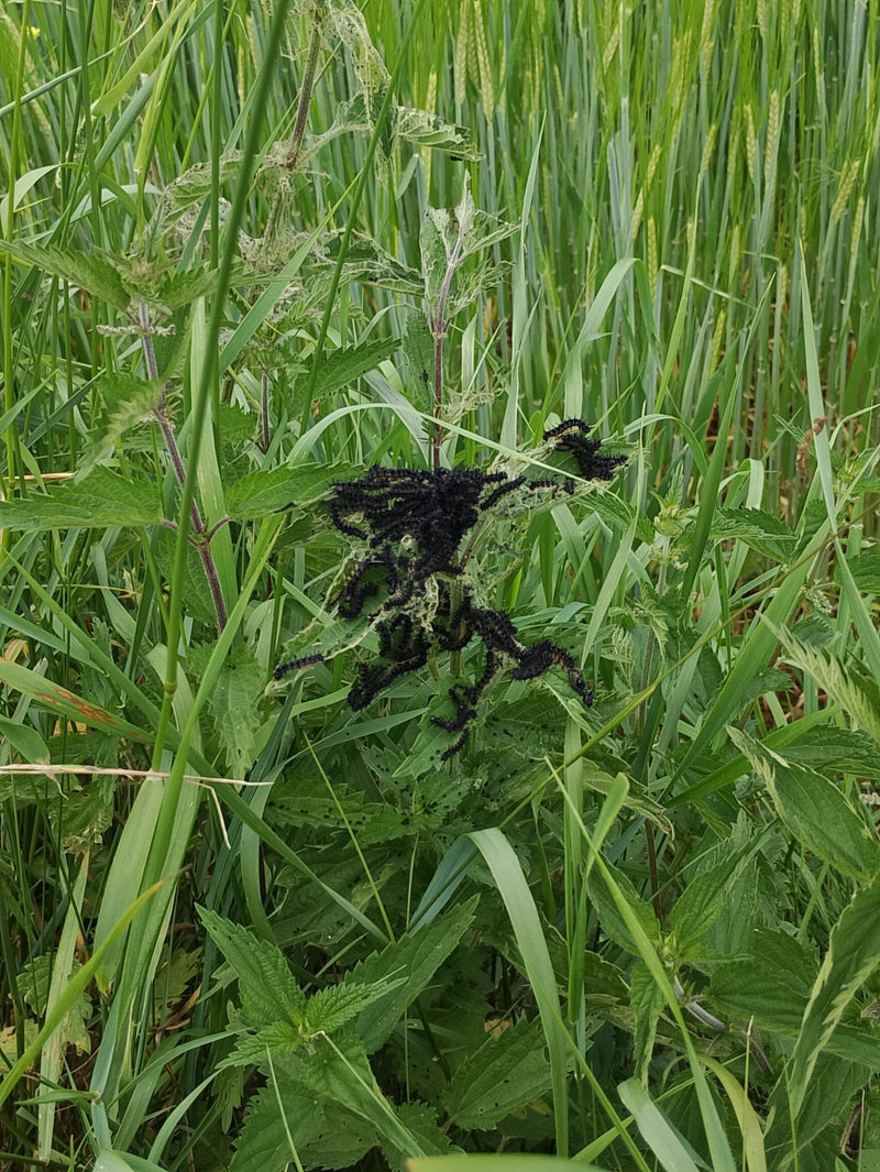 Tagpfauenauge — Bild 3