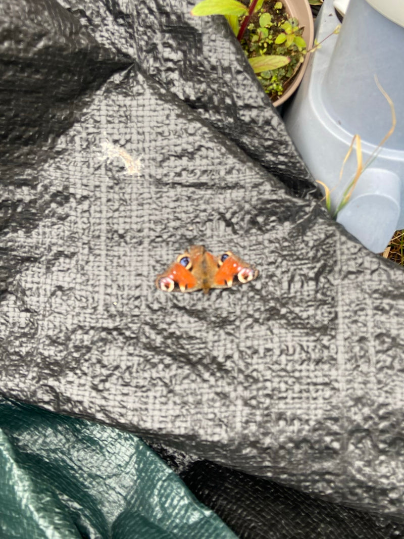 Tagpfauenauge — Bild 5