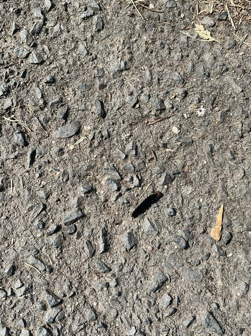 Tagpfauenauge — Bild 1