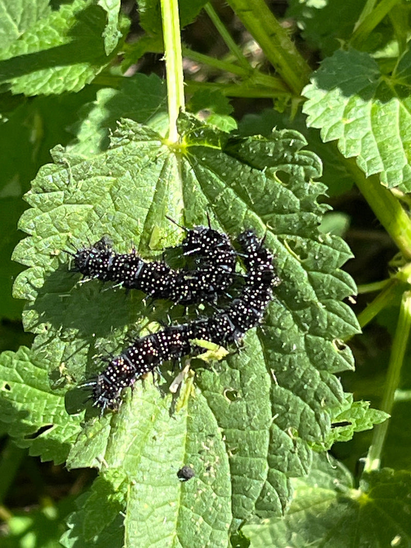 Tagpfauenauge — Bild 3