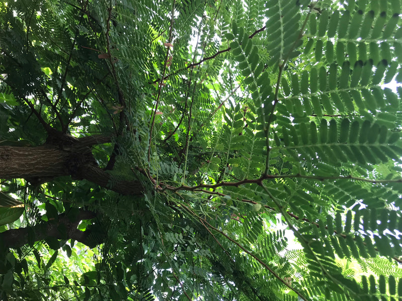 Tamarindenbaum — Bild 1 von 3