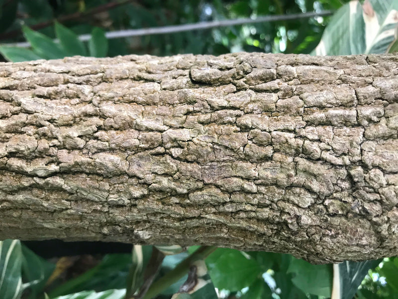 Tamarindenbaum — Bild 2 von 3