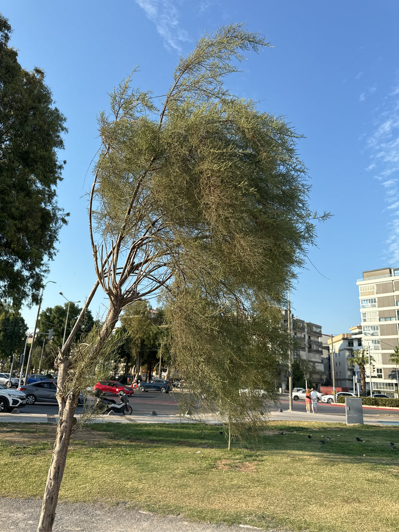 Tamariske — Bild 2