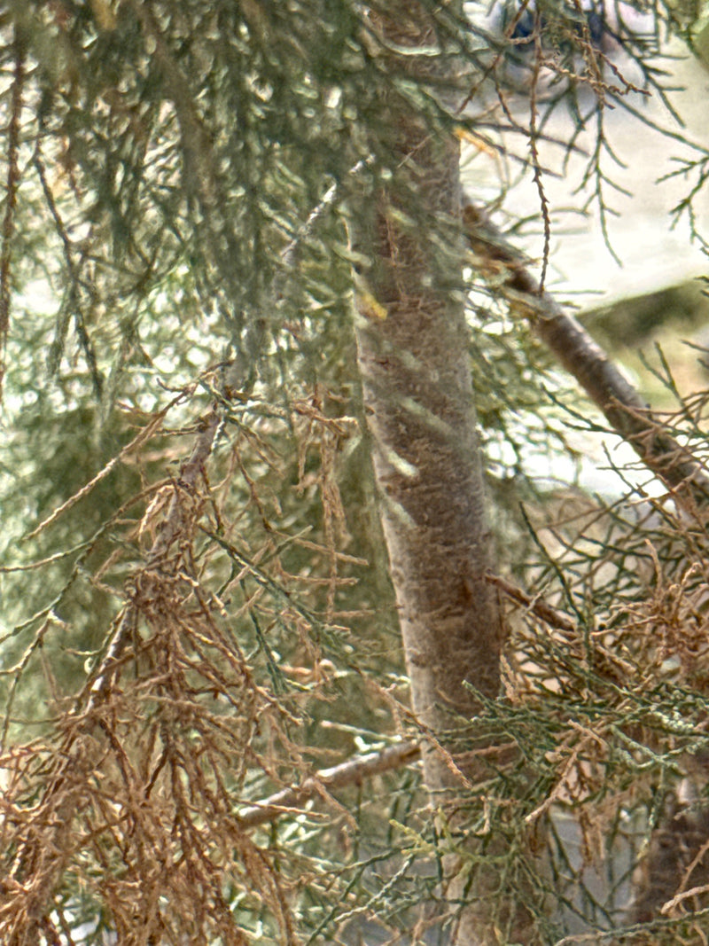 Tamariske — Bild 2 von 7