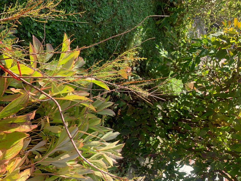 Tamariske — Bild 3 von 7