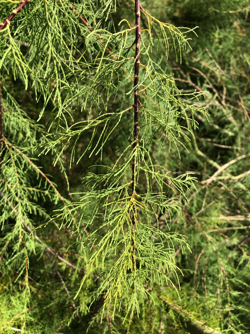 Tamariske — Bild 1 von 7