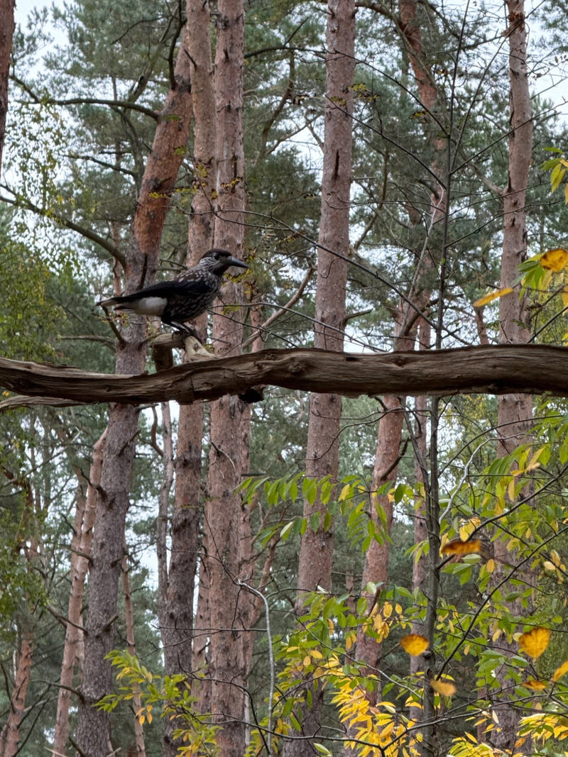 Ein Tannenhäher sitzt auf einem kahlen Ast inmitten von Kiefernstämmen im Wald.