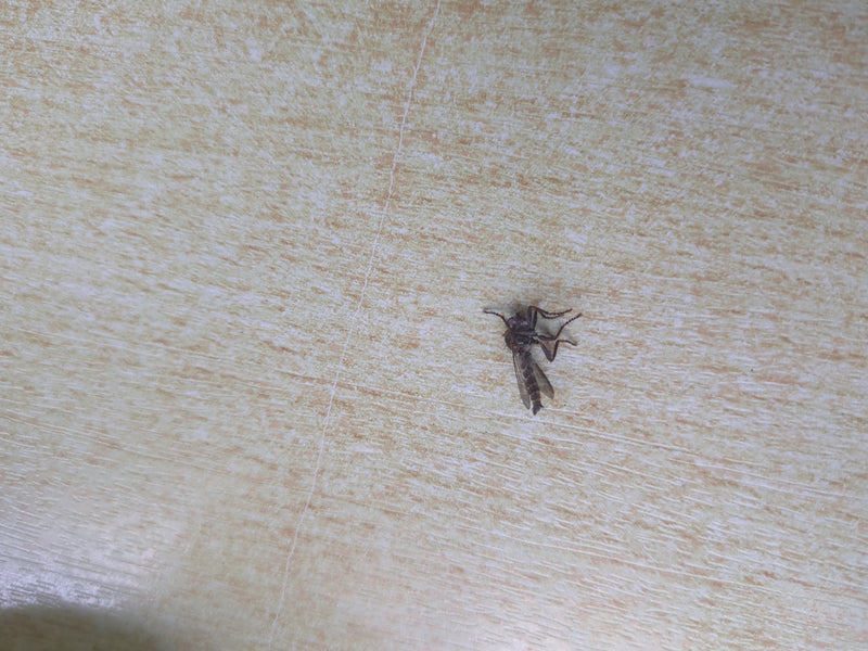 Tanzfliege — Bild 3