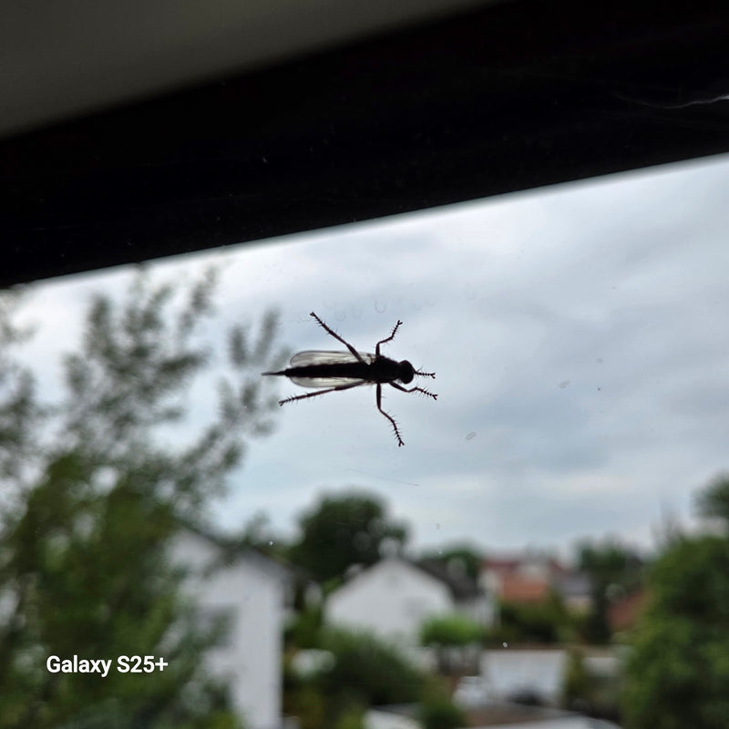 Tanzfliege — Bild 2