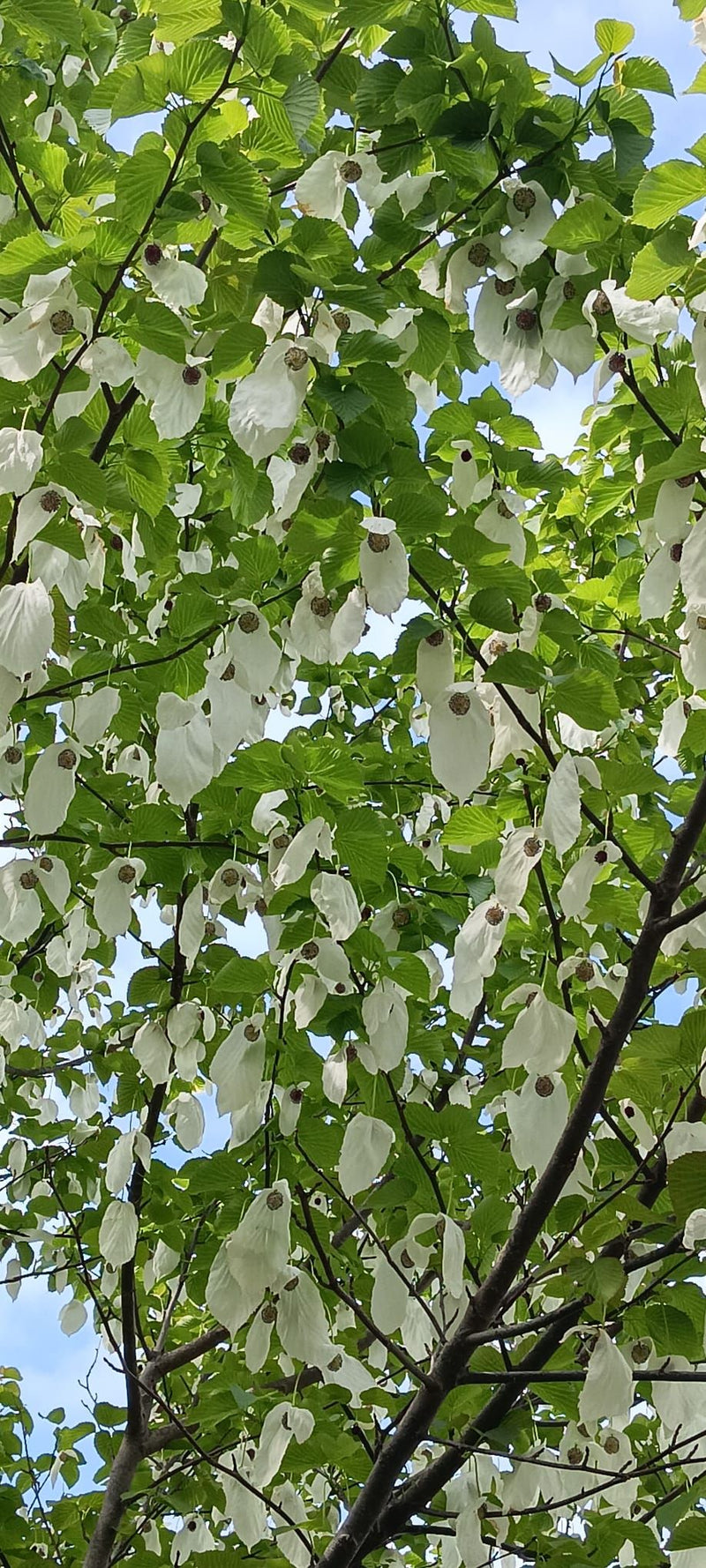 Taschentuchbaum — Bild 1