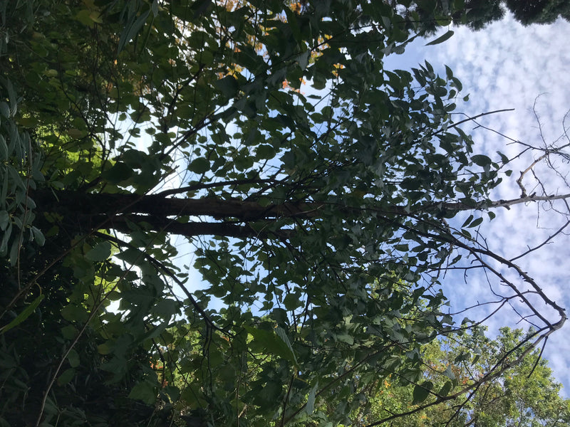 Zu sehen ist die belaubte Krone eines Taschentuchbaums von unten, fotografiert vor einem teilweise bewölkten Himmel.