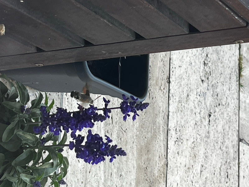 Taubenschwänzchen — Bild 5