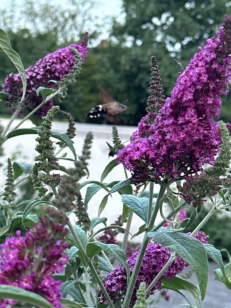 Taubenschwänzchen — Bild 2