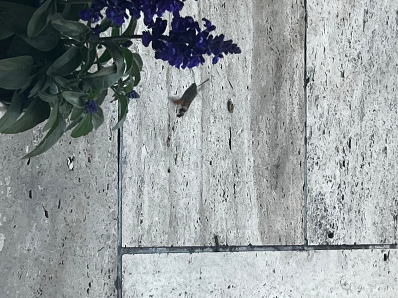 Taubenschwänzchen — Bild 4