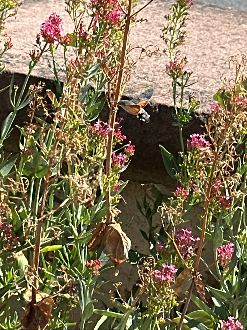 Taubenschwänzchen — Bild 1
