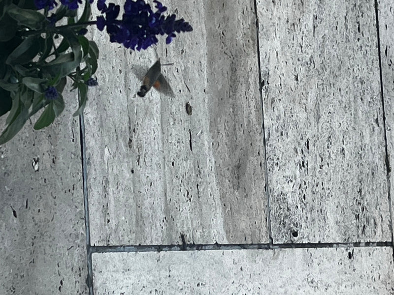 Taubenschwänzchen — Bild 3