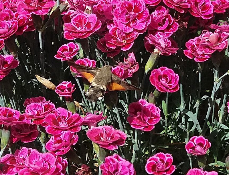 Taubenschwänzchen — Bild 1