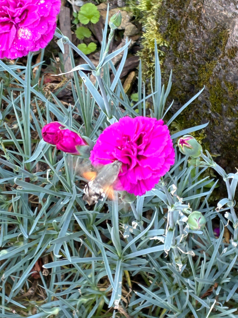 Taubenschwänzchen — Bild 4