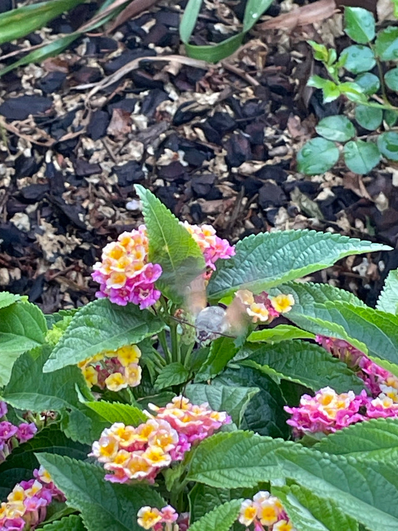Taubenschwänzchen — Bild 3