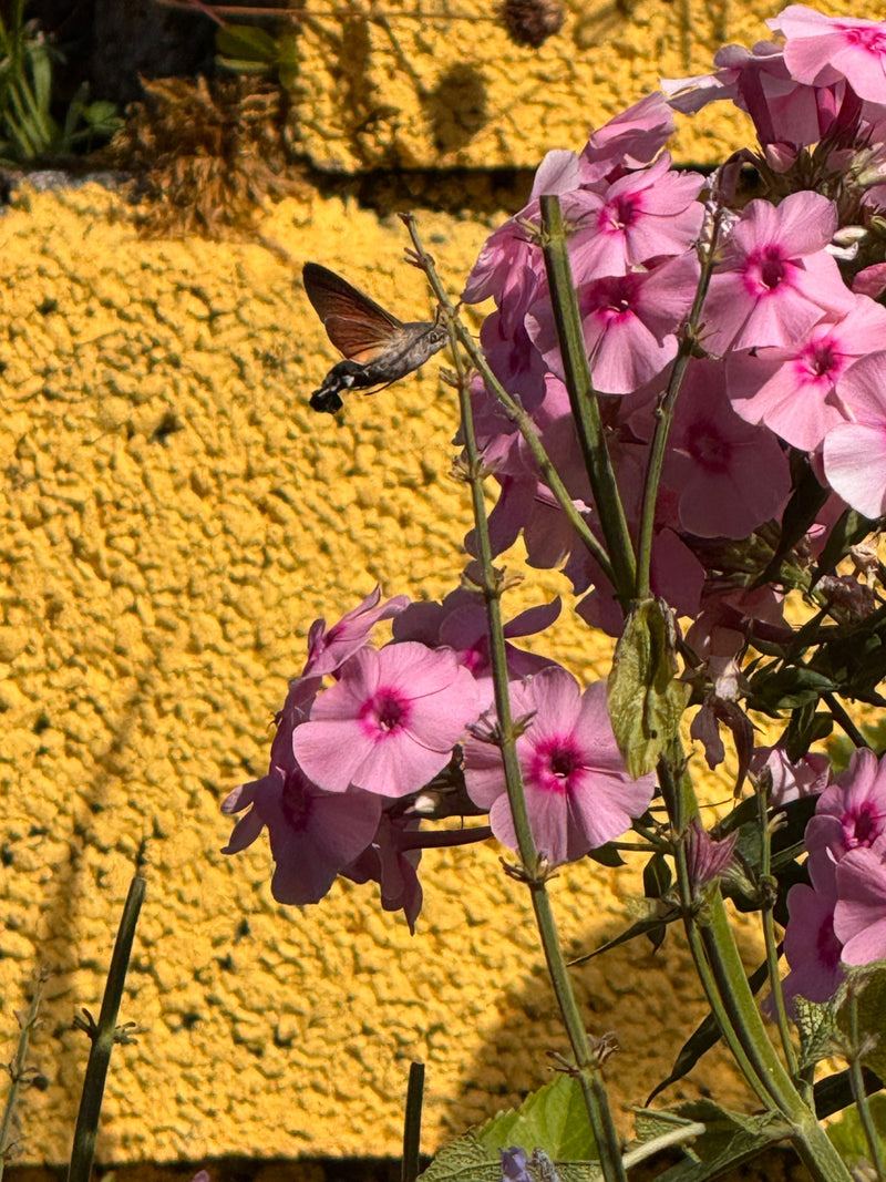 Taubenschwänzchen — Bild 5