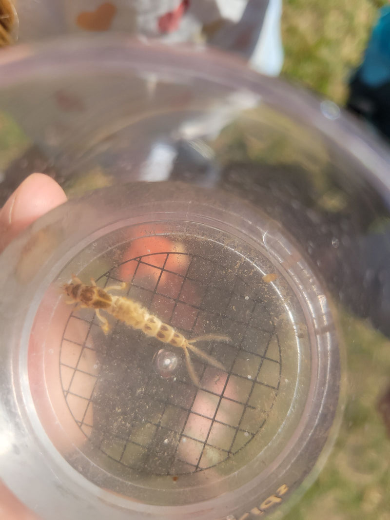 Teich-Eintagsfliege — Bild 4