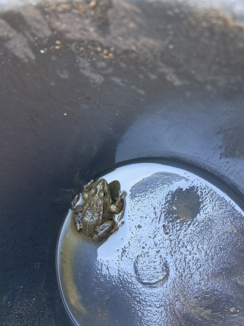 Teichfrosch — Bild 1