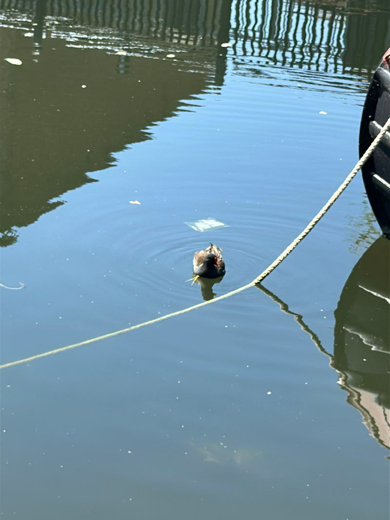 Teichhuhn — Bild 3