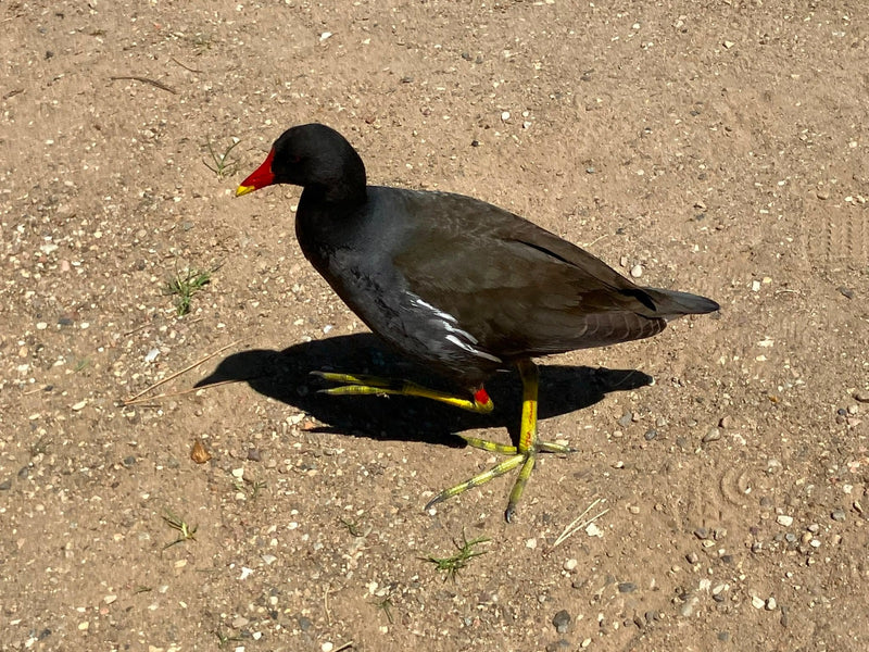 Teichhuhn — Bild 3