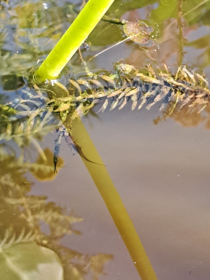 Teichmolch — Bild 1